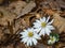 A Small Group of Bloodroot  Wildflowers