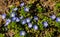 Small Group of a Common Speedwell â€“ Veronica officinalis