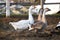 Small group of ducks and geese run across poulty farm