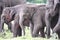 Small group of elephants including two babies