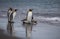 Small group of emperor penguins enter the water