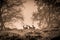 Small group of fallow deer on the top of a hill