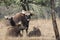 Small group of gaurs or Indian bison who rests on a small forest