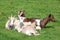 Small group of goats lying in the sun in a field