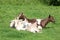 Small group of goats lying in the sun in a field