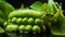 A small group green peas on a green background