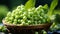 A small group green peas on a green background