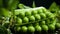 A small group green peas on a green background