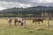 A Small Group of Horses at Morley