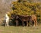 Small group of horses standing in Wylie, Texas.