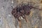 Small group of Long-winged Tomb Bat(
