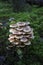 A small group of mushrooms gray plate Hypholoma capnoides, false honey fungus on a stump overgrown with green moss in