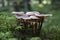 A small group of mushrooms gray plate Hypholoma capnoides, false honey fungus on a stump overgrown with green moss in