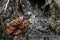 A small group of pyrrhocoris apterus sits on the bark of a tree. Macro photography.