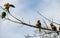 A small group of Rainbow Lorikeets (Trichoglossus moluccanus)