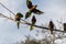A small group of Rainbow Lorikeets (Trichoglossus moluccanus)