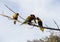 A small group of Rainbow Lorikeets (Trichoglossus moluccanus)