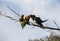 A small group of Rainbow Lorikeets (Trichoglossus moluccanus)