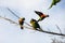 A small group of Rainbow Lorikeets (Trichoglossus moluccanus)