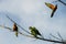 A small group of Rainbow Lorikeets (Trichoglossus moluccanus)