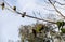 A small group of Rainbow Lorikeets (Trichoglossus moluccanus)