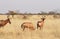 Small group of red hartebeest (Alcelaphus caama)