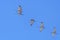 Small Group of Sandhill Cranes in Flight