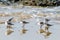 Small group of Sandpipers sanderlings on the California beach.