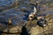 Small group of sea lions socializing together on the seashore