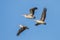 Small group of Spot-billed pelican