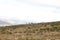 A small group of Spring buck grazing on a hill in the Breede River Valley.