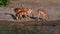 Small group of Springbok antelopes grazing at the bank of Chobe River, on boat safari in Chobe National Park, Botswana.