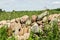 A small group of stones, a hill of stones overgrown with green grass, abstract background