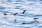 Small group of Storm Petrels