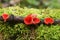 A small group of stunning Scarlet Elfcup Sarcoscypha austriacaorRuby Elfcup Sarcoscypha coccinea growing out of a decaying log