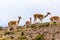Small group of vicunas, including a young