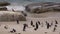 Small group or waddle of African penguins