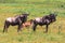 Small group of wildebeest. Crater NgoroNgoro, Tanzania, Africa