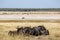 Small group of wildebeest, gnu or Connochaetes, in warm golden morning light, Etosha, Namibia