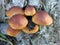 Small group of winter mushrooms