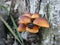 Small group of winter mushrooms