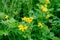 Small  group of yellow flowers of lesser celandine or pilewort also known as Ficaria verna or Ranunculus ficari in a garden in a