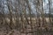 A small group of young birches on a moor