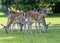 Small Group Of Young Deer Grazing On Grass In Public Park