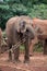 A Small Group of Young Elephants, One Chewing on Stick