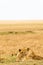 A small group of young lionesses rest in the savannah. Masai Mara, Africa