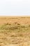 A small group of young lionesses in the savannah of the Masai Mara. Kenya, Africa