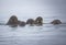 Small group of young walruses all in a row