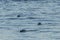 A small grouping of seals peeking above the water