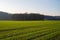 Small grove framed by green fields in the evening sun